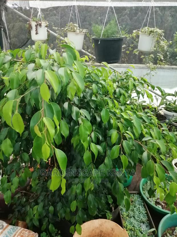 Plants/Trees/Hedges/Flowers - thumbnail 4