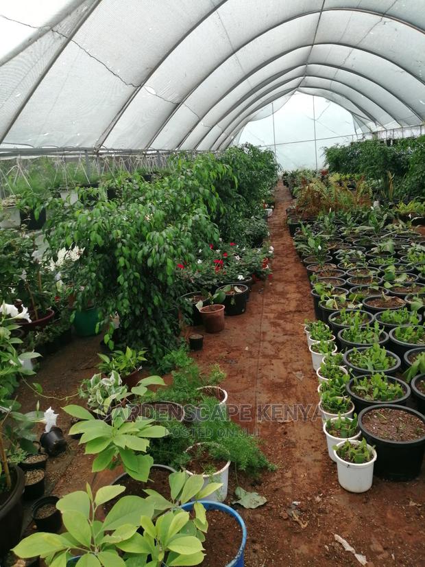 Plants/Trees/Hedges/Flowers - thumbnail 6