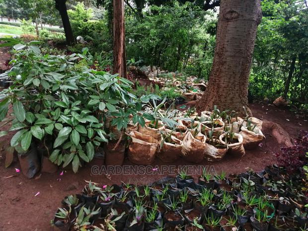 Plants/Trees/Hedges/Flowers - thumbnail 7