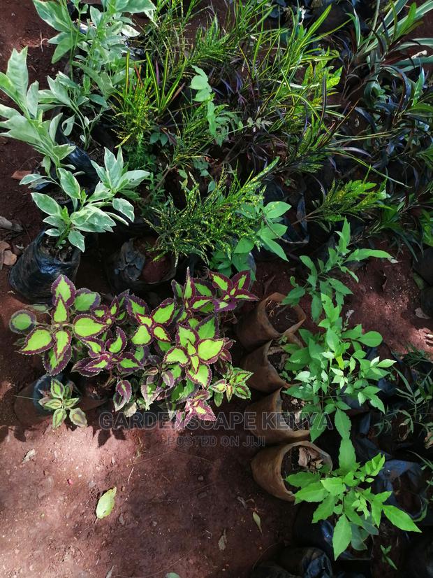 Plants/Trees/Hedges/Flowers - thumbnail 8
