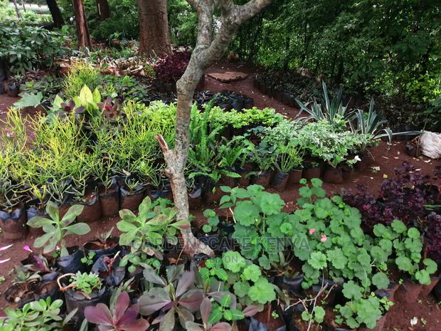Plants/Trees/Hedges/Flowers - thumbnail 9