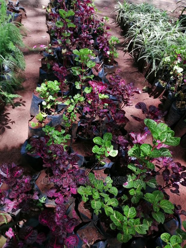 Plants/Trees/Hedges/Flowers - thumbnail 10