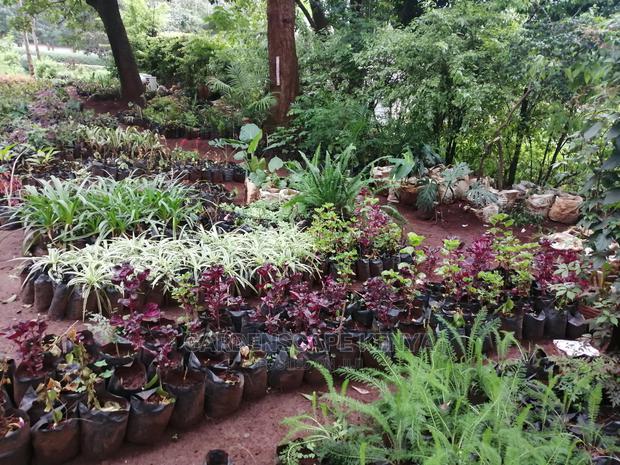Plants/Trees/Hedges/Flowers - thumbnail 12