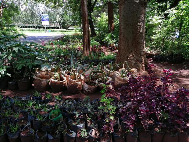 Plants/Trees/Hedges/Flowers - thumbnail 13