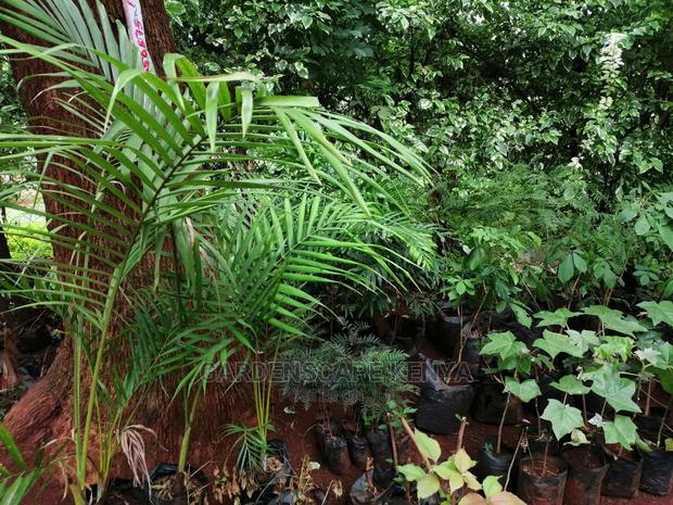 Plants/Trees/Hedges/Flowers - thumbnail 15