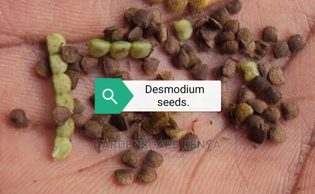 Bracharia, Sudan Grass, Lucerne, Desmodium, Boma Rhodes