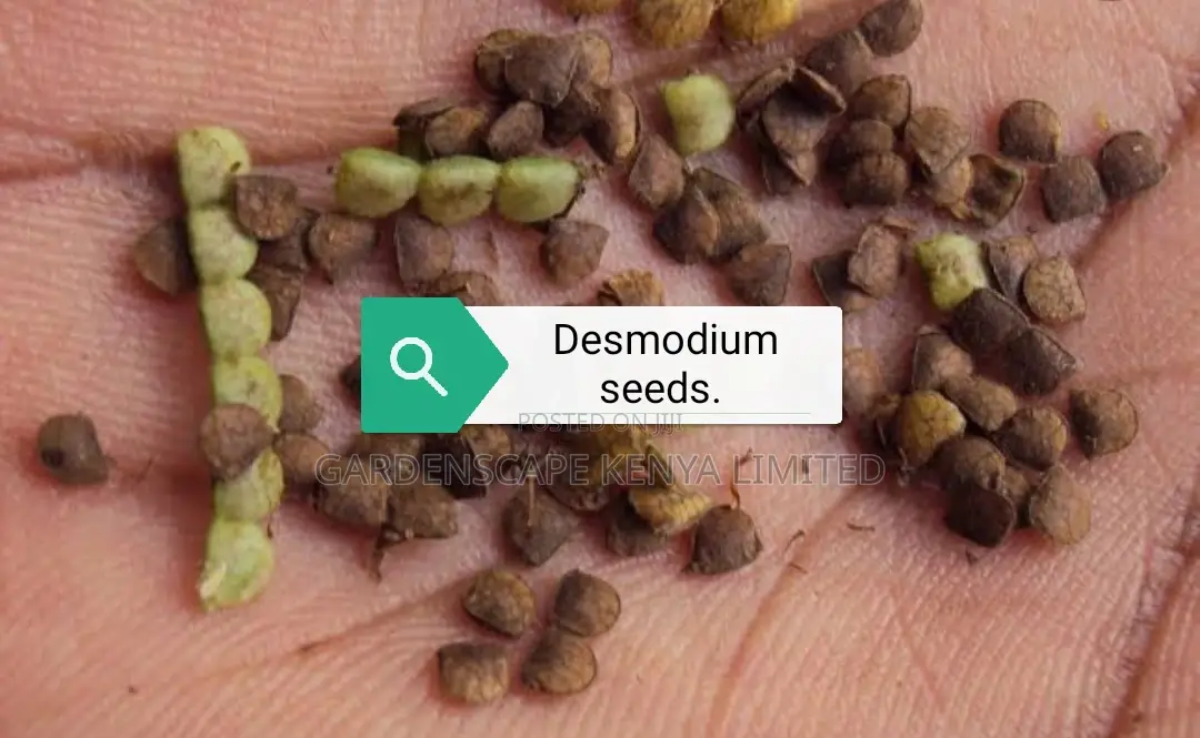 Bracharia, Sudan Grass, Lucerne, Desmodium, Boma Rhodes
