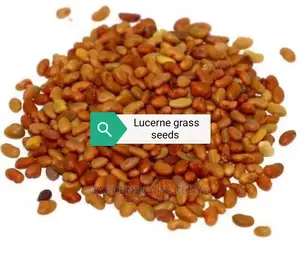 Bracharia, Sudan Grass, Lucerne, Desmodium, Boma Rhodes