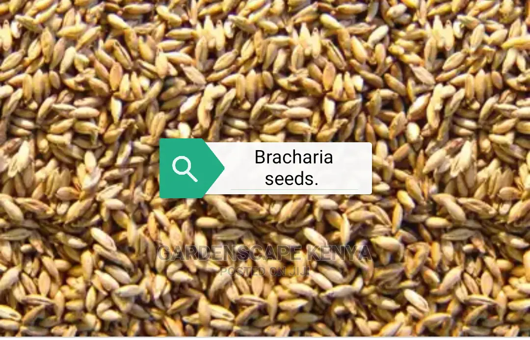 Bracharia, Sudan Grass, Lucerne, Desmodium, Boma Rhodes