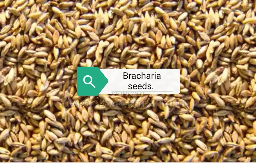 Bracharia, Sudan Grass, Lucerne, Desmodium, Boma Rhodes