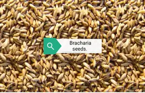 Bracharia, Sudan Grass, Lucerne, Desmodium, Boma Rhodes