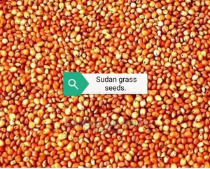 Bracharia, Sudan Grass, Lucerne, Desmodium, Boma Rhodes
