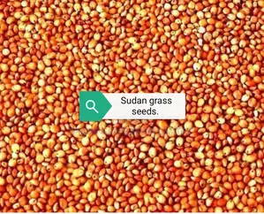 Bracharia, Sudan Grass, Lucerne, Desmodium, Boma Rhodes