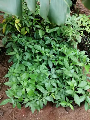 Grafted Fruit Tree Seedlings.