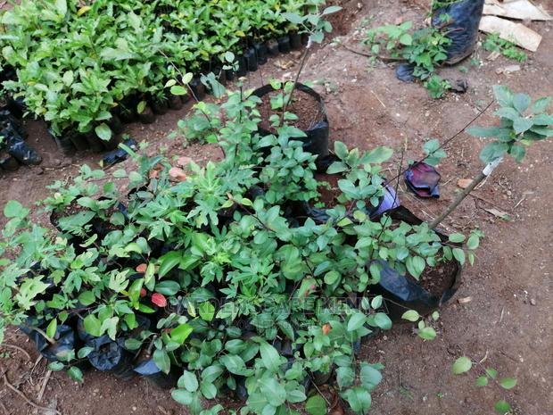 Grafted Fruit Tree Seedlings. - thumbnail 2