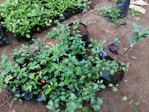 Grafted Fruit Tree Seedlings.