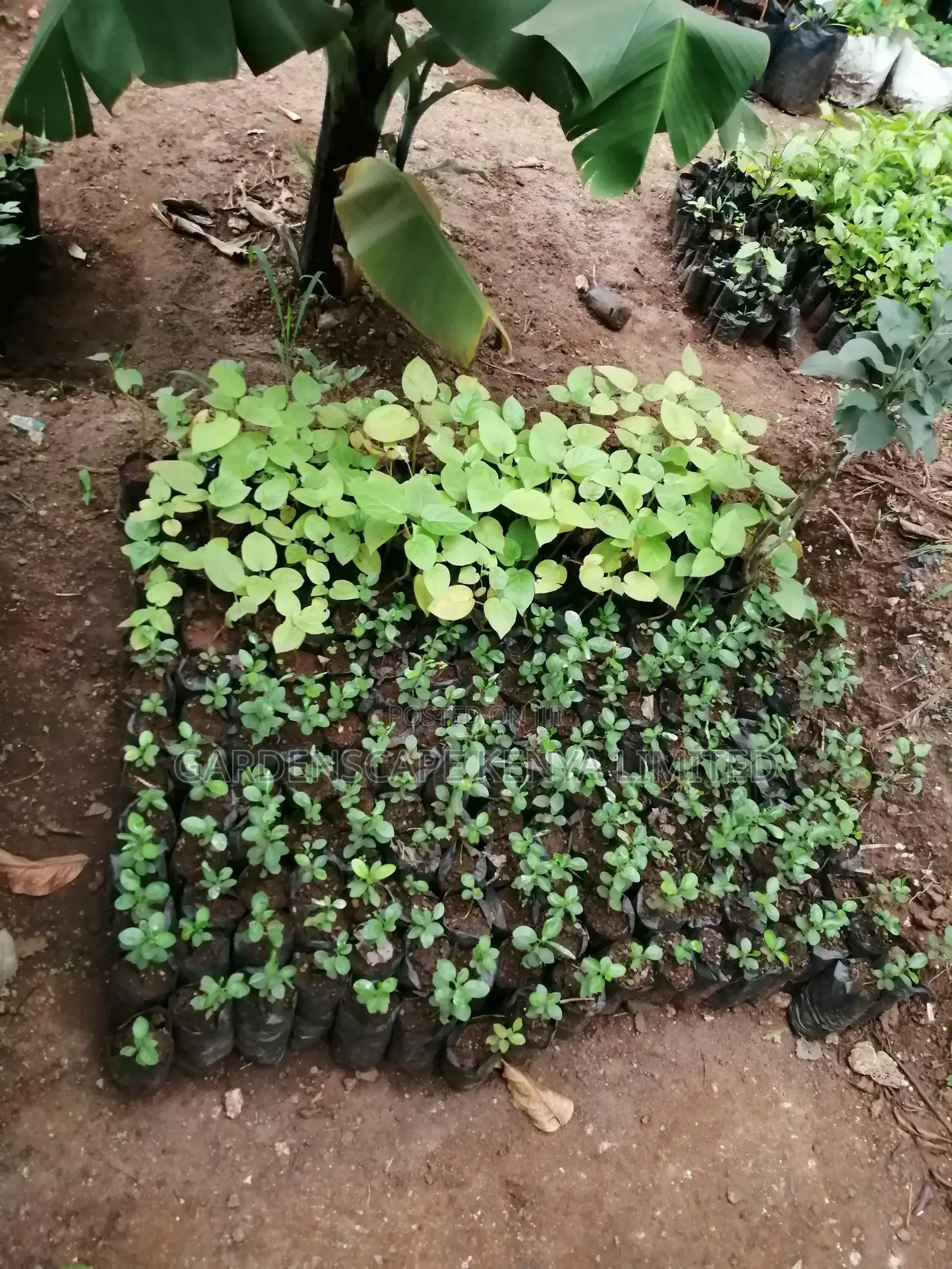 Grafted Fruit Tree Seedlings.