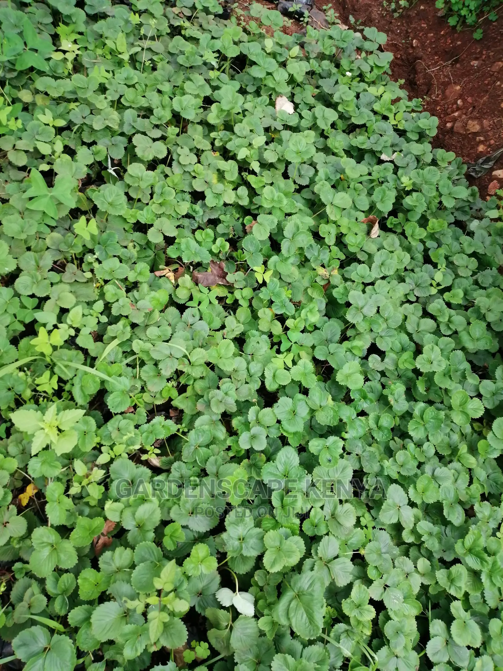 Grafted Fruit Tree Seedlings.