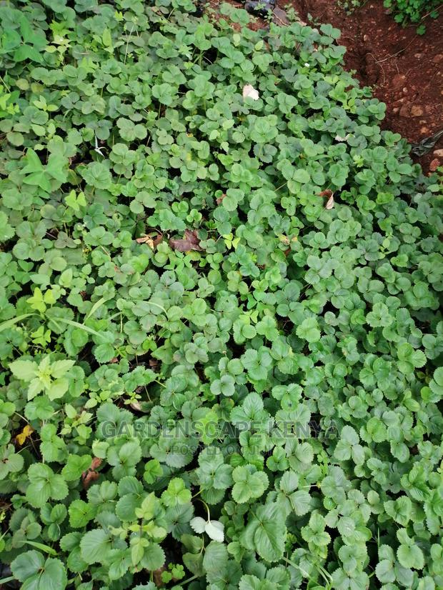 Grafted Fruit Tree Seedlings. - thumbnail 4