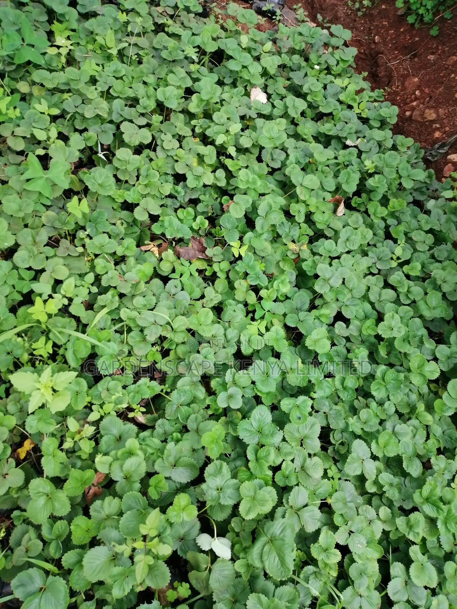Grafted Fruit Tree Seedlings.