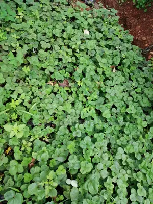 Grafted Fruit Tree Seedlings.