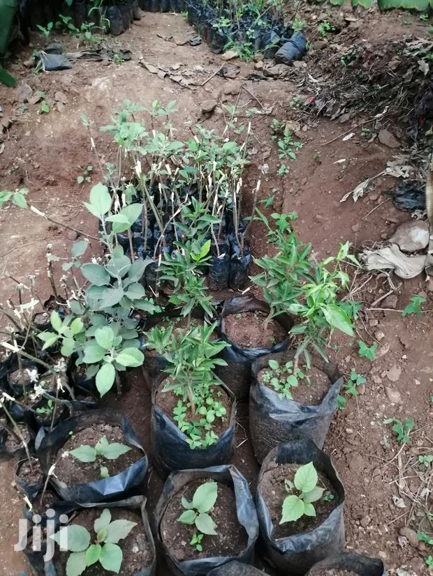 Grafted Fruit Tree Seedlings. - thumbnail 5