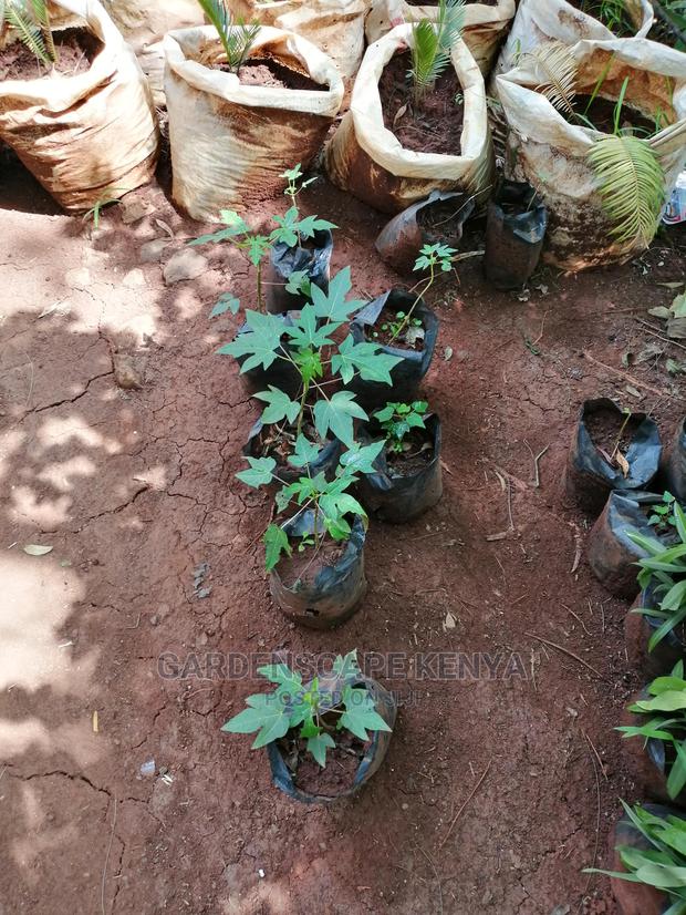 Grafted Fruit Tree Seedlings. - thumbnail 6