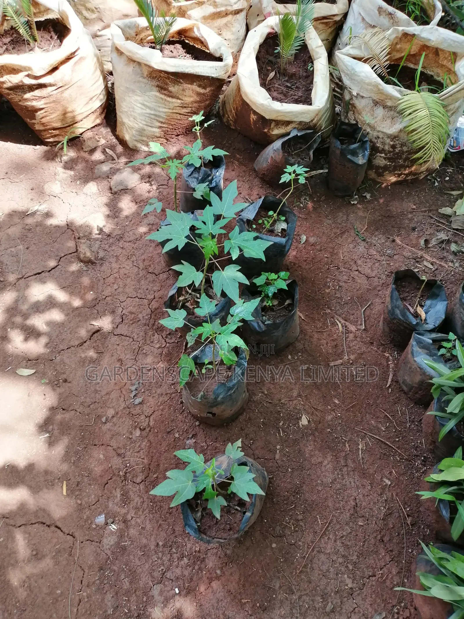 Grafted Fruit Tree Seedlings.