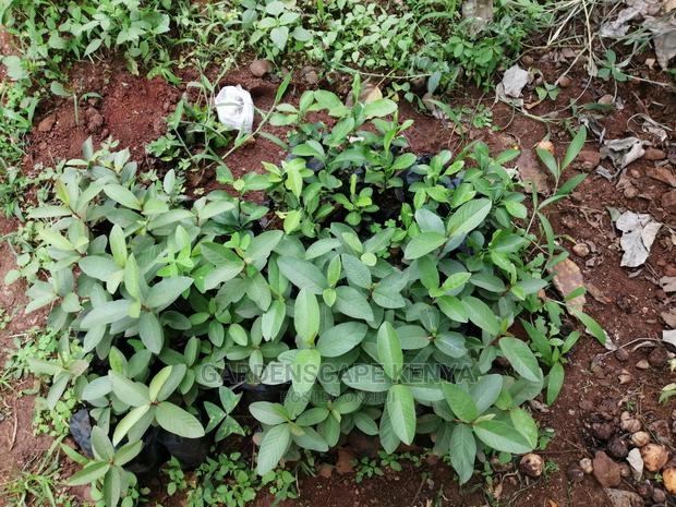 Grafted Fruit Tree Seedlings. - thumbnail 7