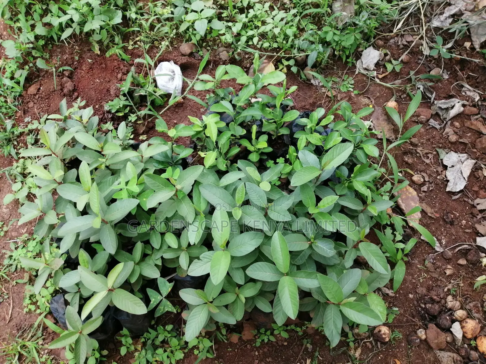 Grafted Fruit Tree Seedlings.