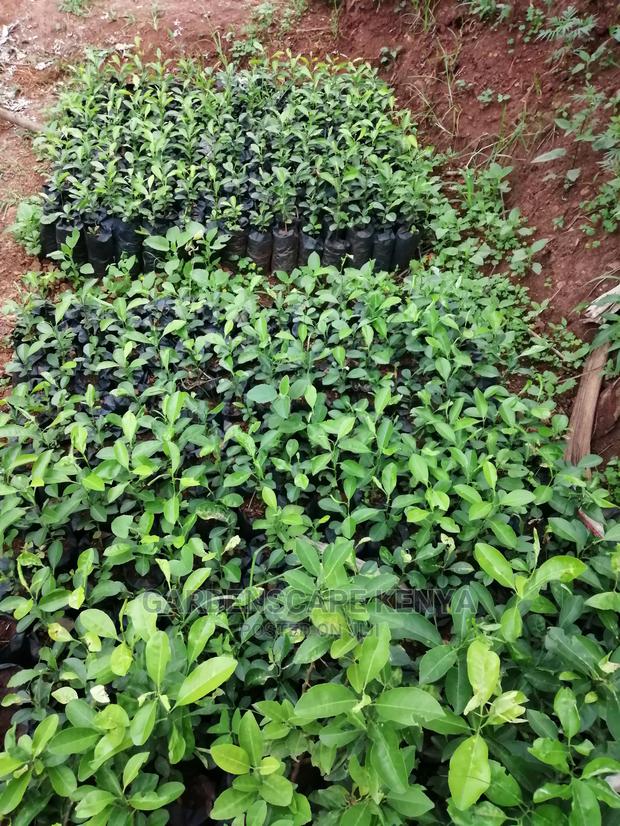 Grafted Fruit Tree Seedlings. - thumbnail 8