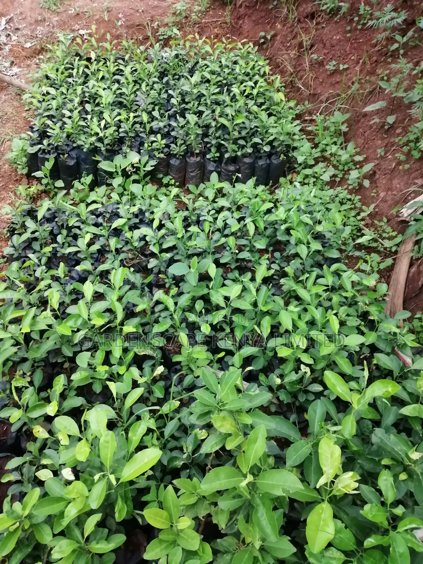 Grafted Fruit Tree Seedlings.