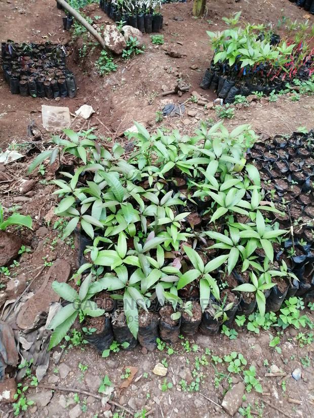 Grafted Fruit Tree Seedlings. - thumbnail 9