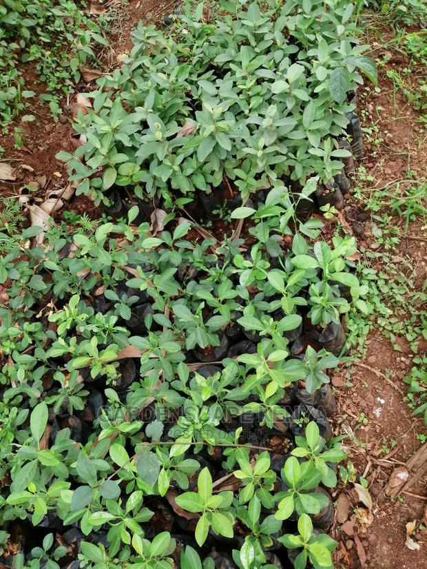 Grafted Fruit Tree Seedlings. - thumbnail 10