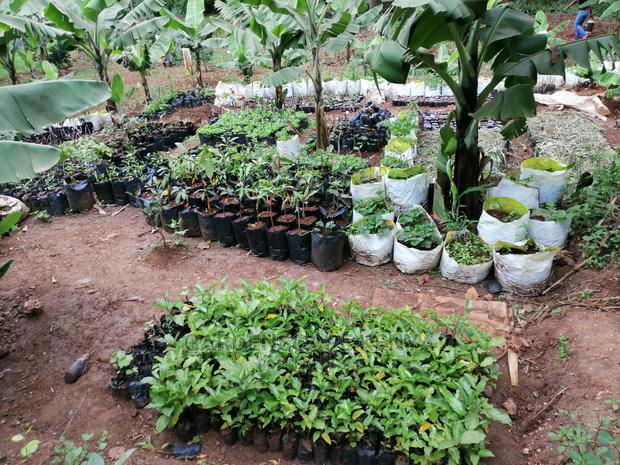 Grafted Fruit Tree Seedlings. - thumbnail 11