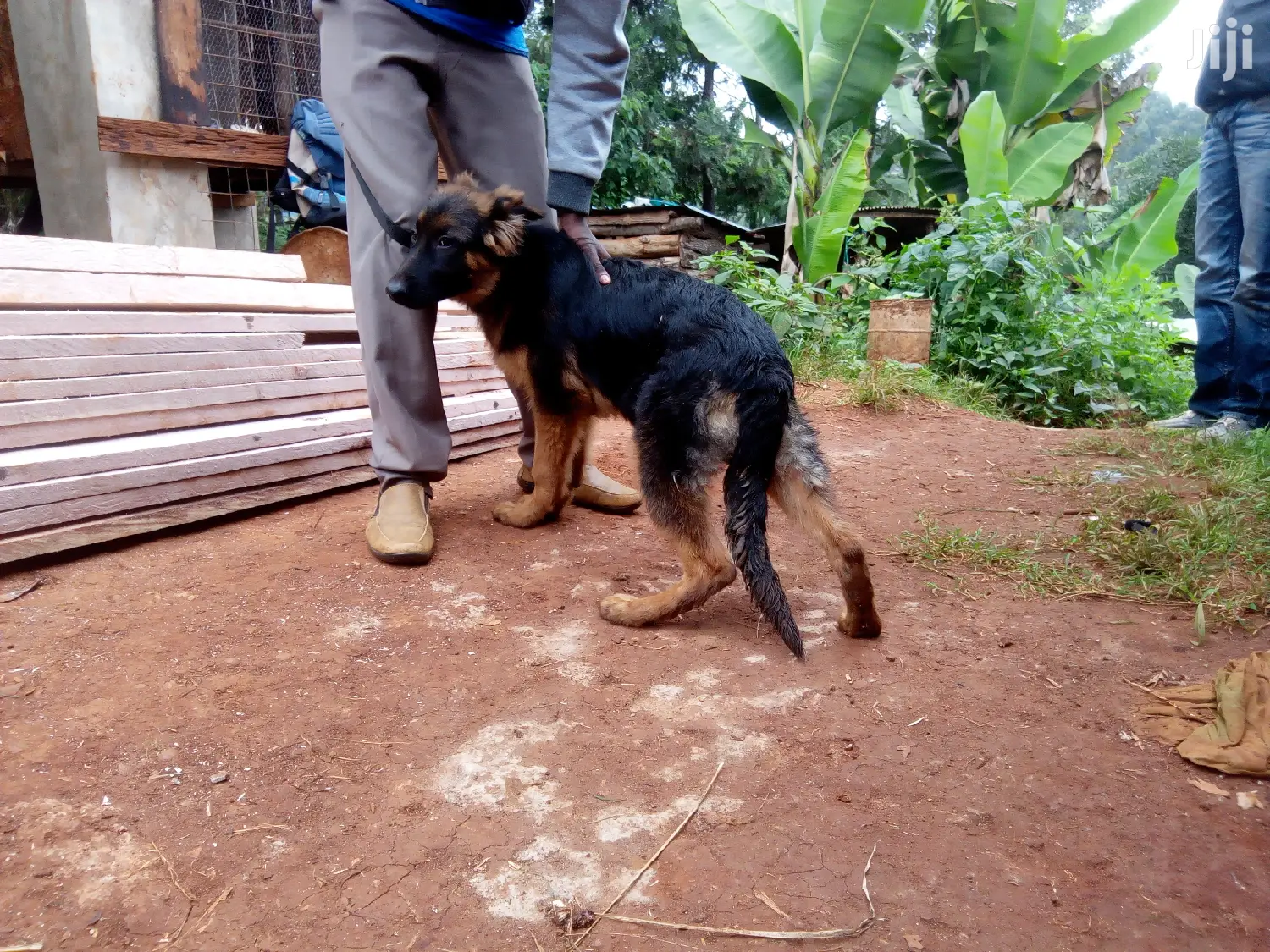 Dog Trainer Kayen Academy