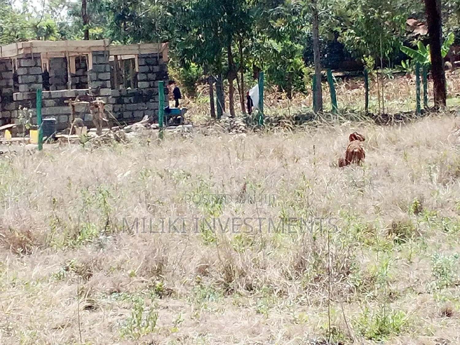 50 by 100 Plot for Sale at Makuyu.