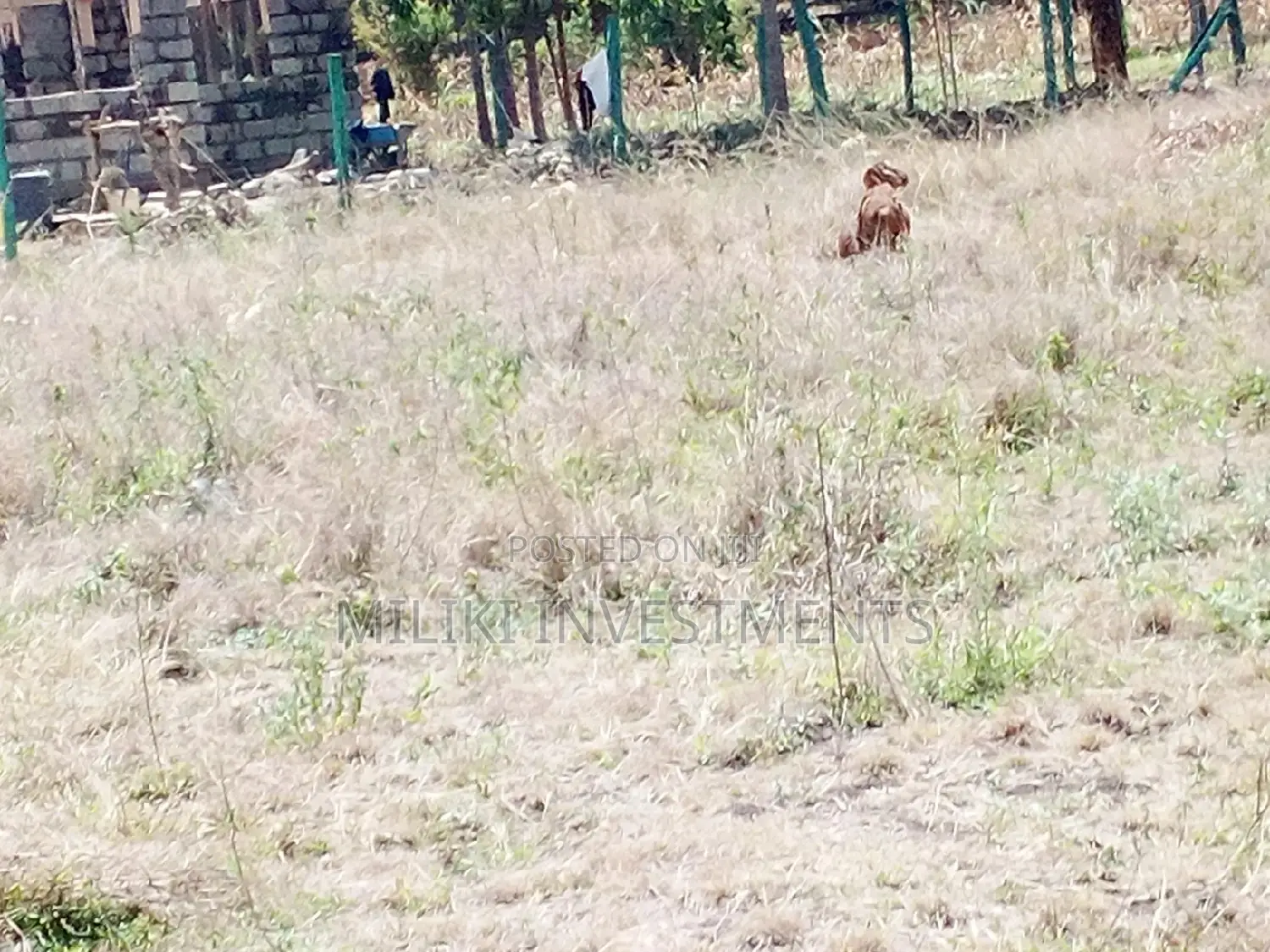 50 by 100 Plot for Sale at Makuyu.