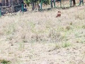 50 by 100 Plot for Sale at Makuyu.