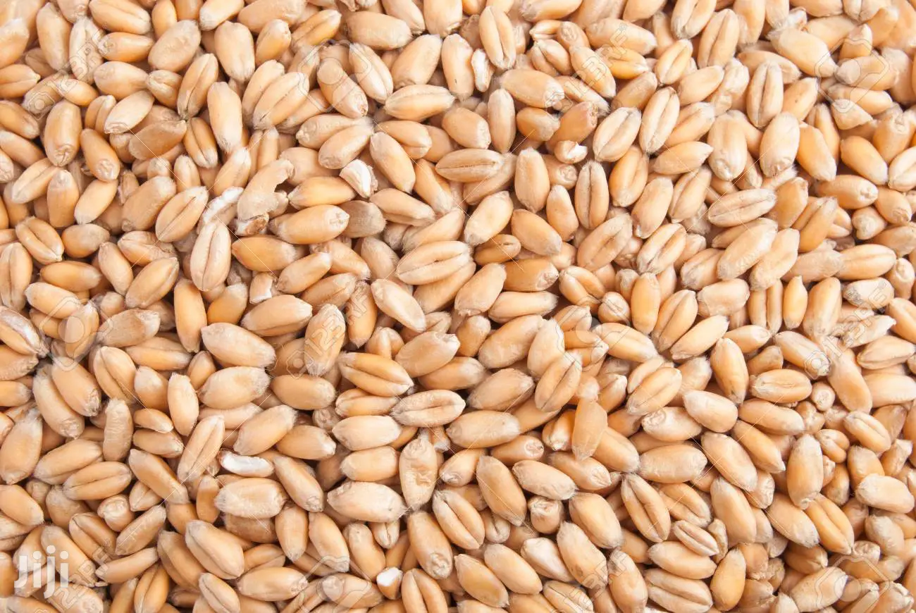 Ngano Seeds