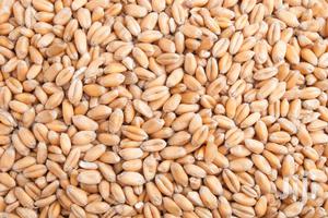 Ngano Seeds - thumbnail 2