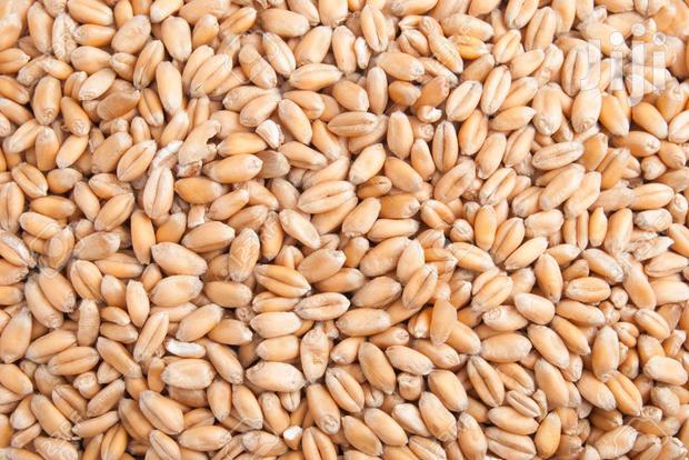 Ngano Seeds - main view