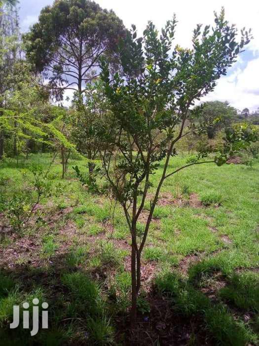 Kiserian Prime 1/4 Acre Plots for Sale - thumbnail 14