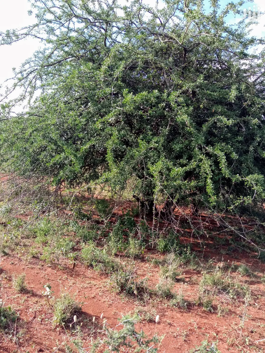 10 Acres Farming Land in Eremit(Near Tinga )At Per Acre