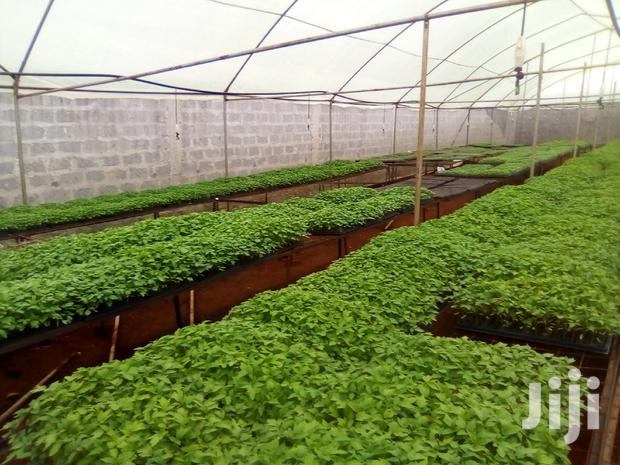Seedlings For Sale In Ruiru - main view
