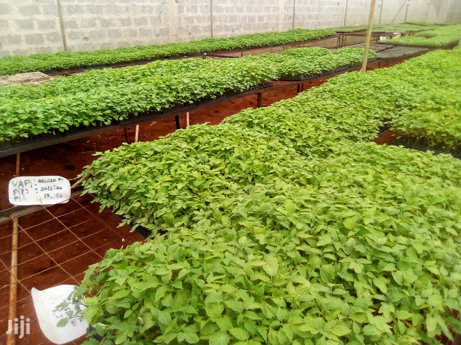 Seedlings For Sale In Ruiru