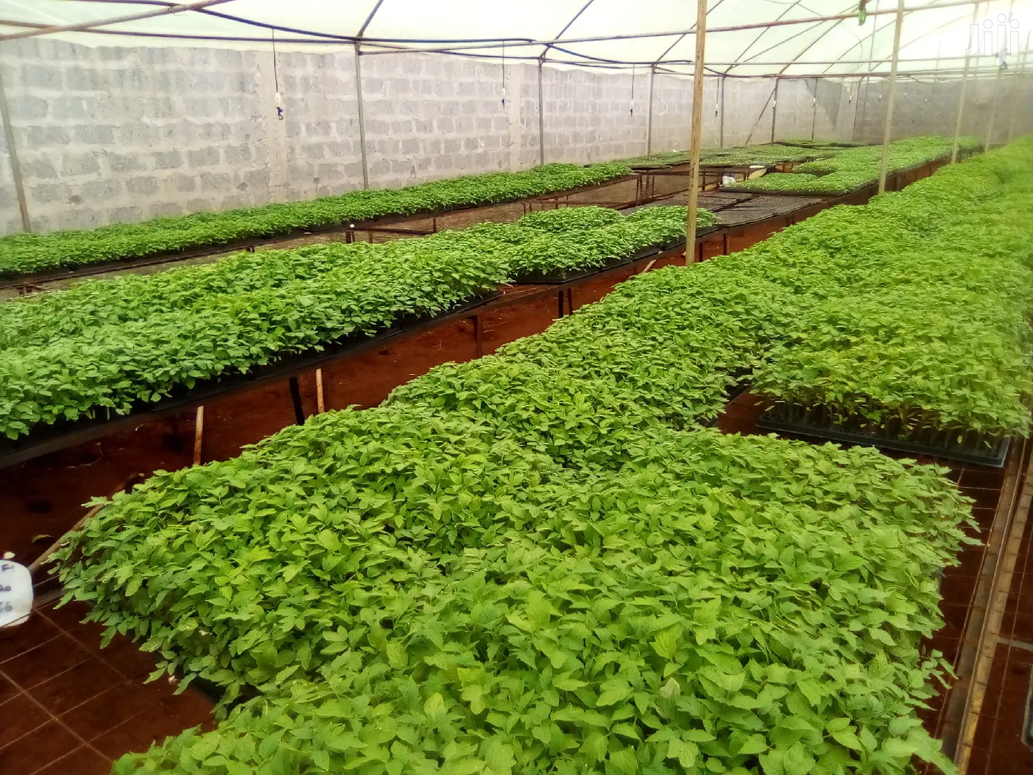 Seedlings For Sale In Ruiru