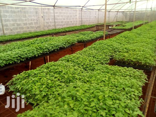 Seedlings For Sale In Ruiru - thumbnail 4