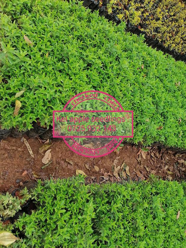 Kei Apple Seeds & Seedlings. - thumbnail 7