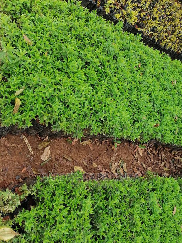 Kei Apple Seeds & Seedlings. - thumbnail 6